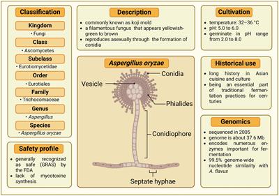 The postbiotic potential of Aspergillus oryzae – a narrative review